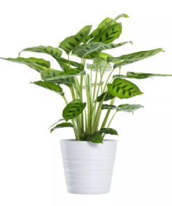 Calathea - Fiskebensplante 11 cm