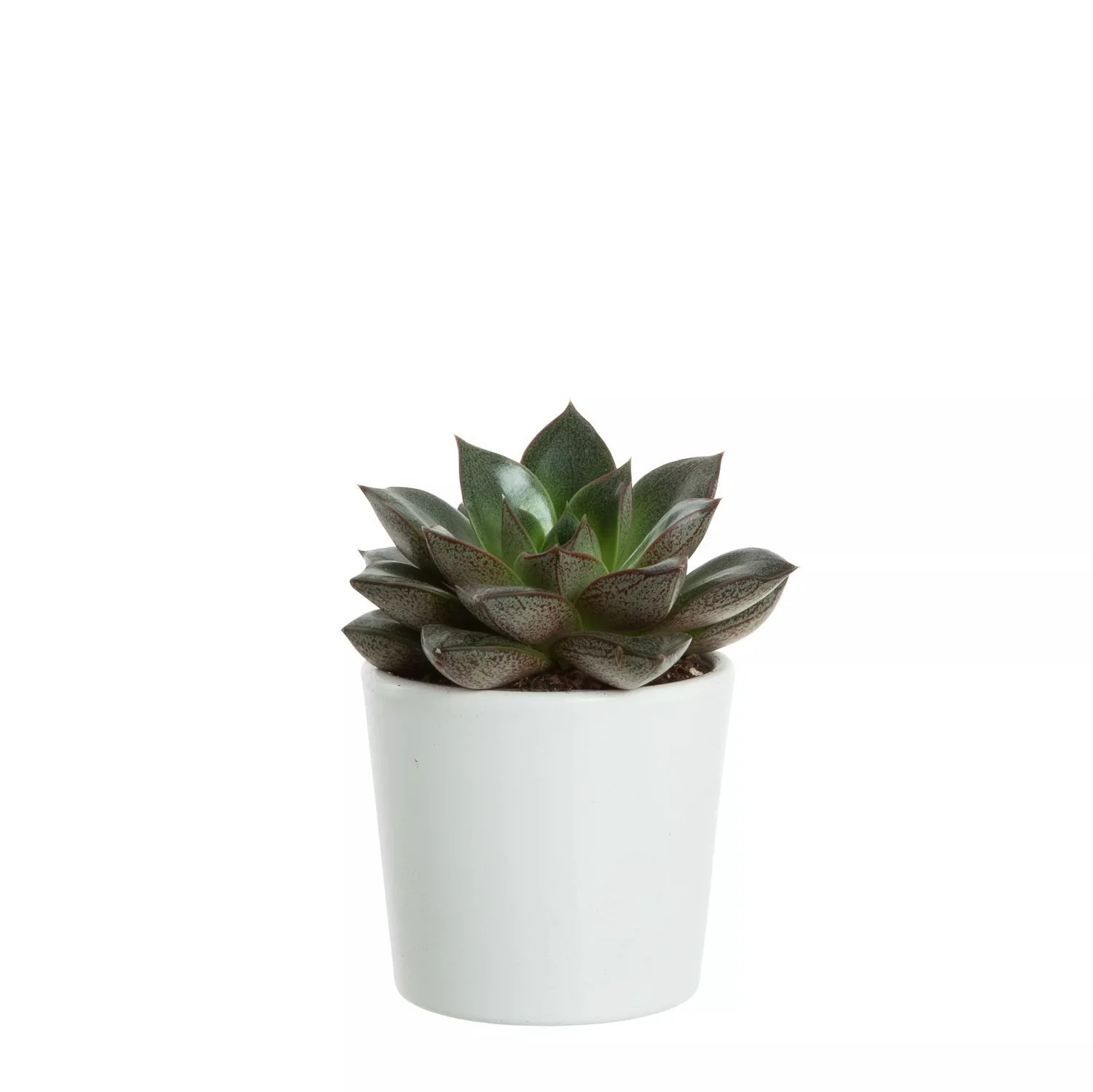 Echeveria - Rosetturt 10 cm farget