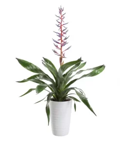 Aechmea 15 cm