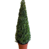 Buxus Sempervirens - Europabuksus Pyramide 23 cm