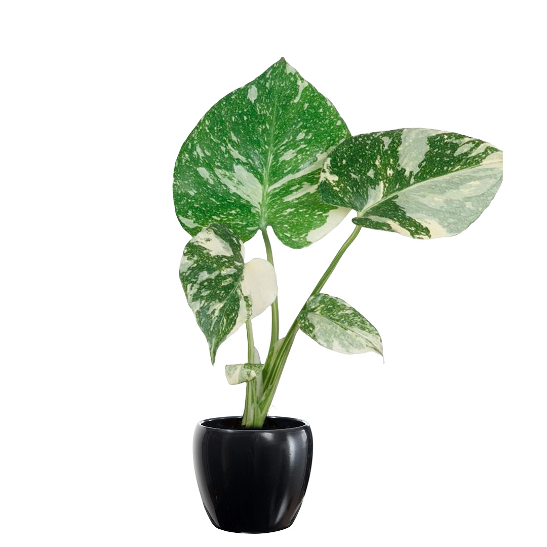 Monstera - Vindusblad Thai Constellation 6 cm