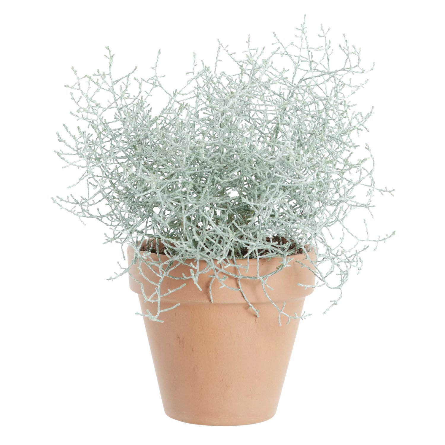Calocephalus - Sølvtråd 17 cm