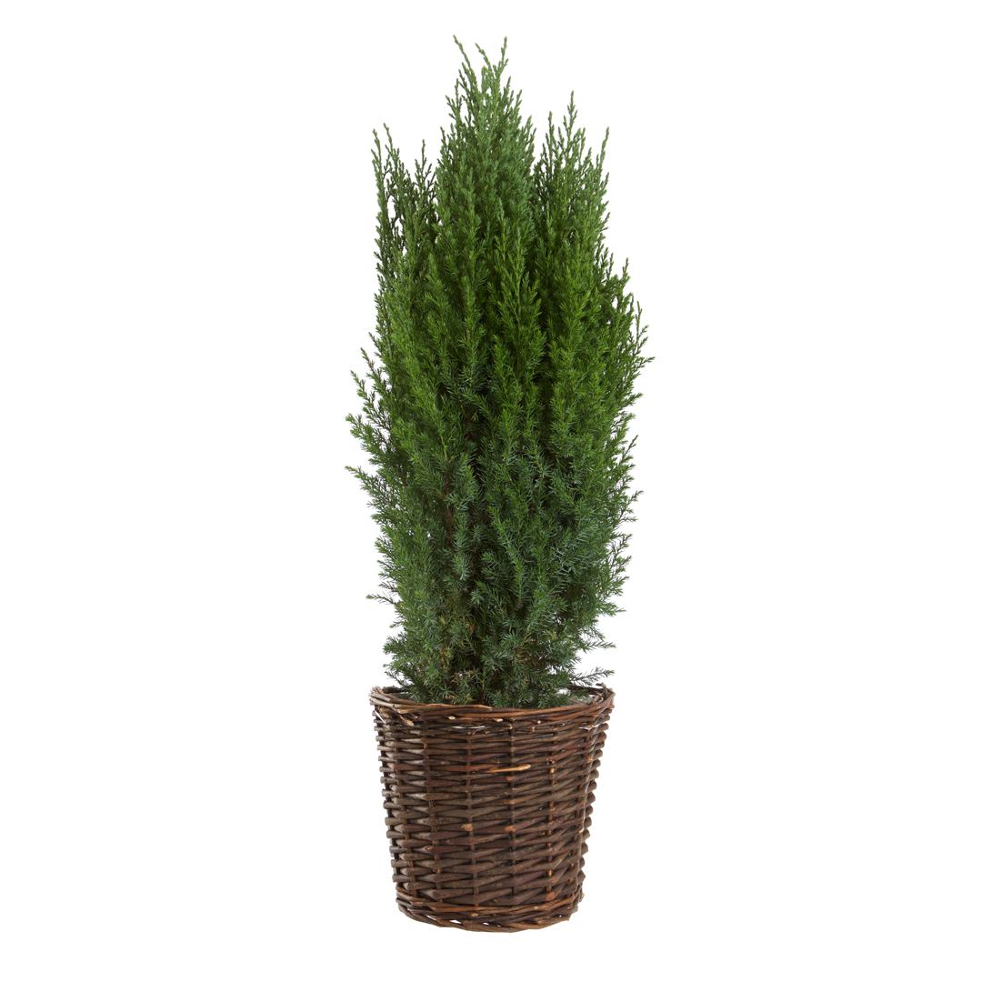 Chamaecyparis Ellwoodii - Edelsypress 15 cm
