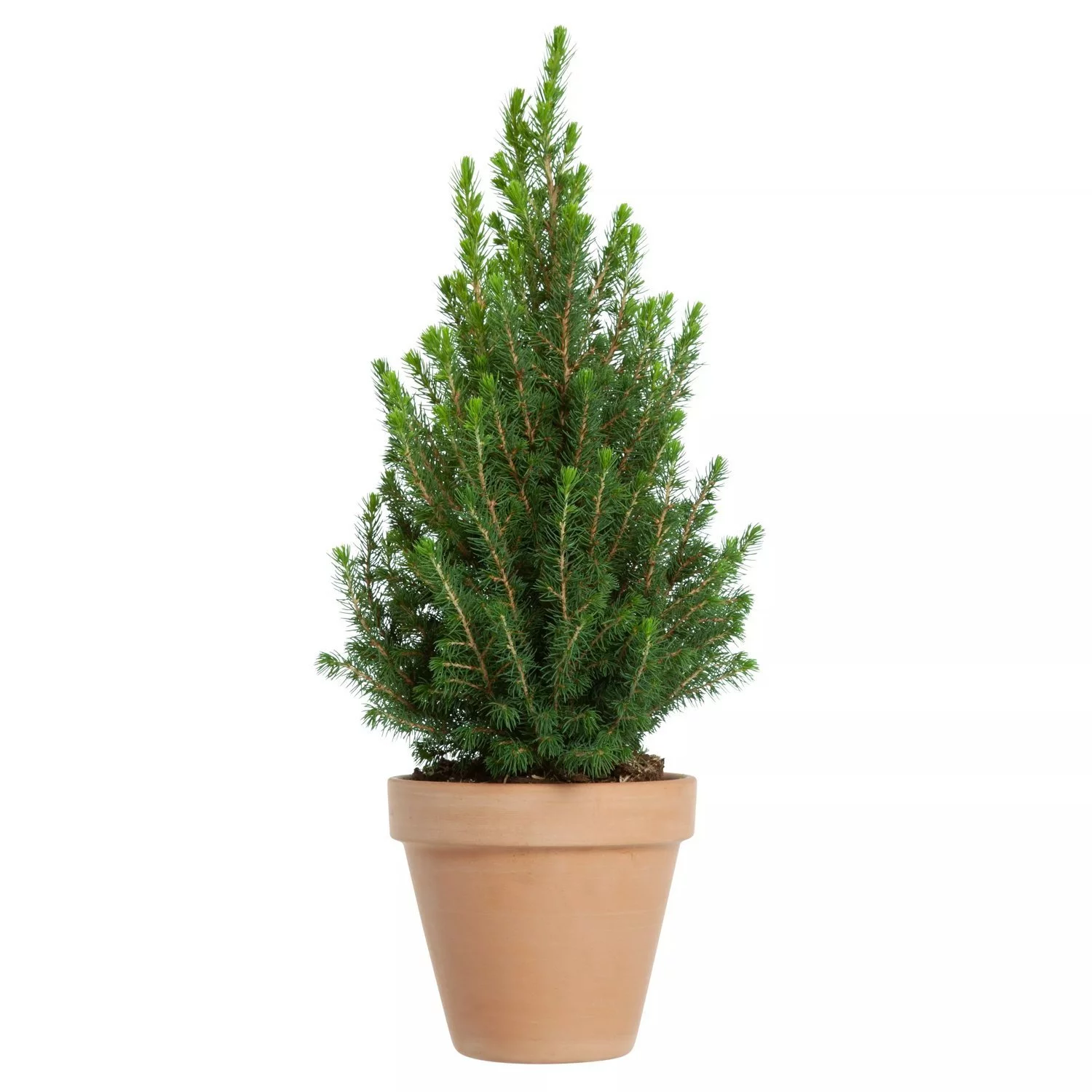 Picea Glauca 'Conica' - Kjeglegran 15 cm