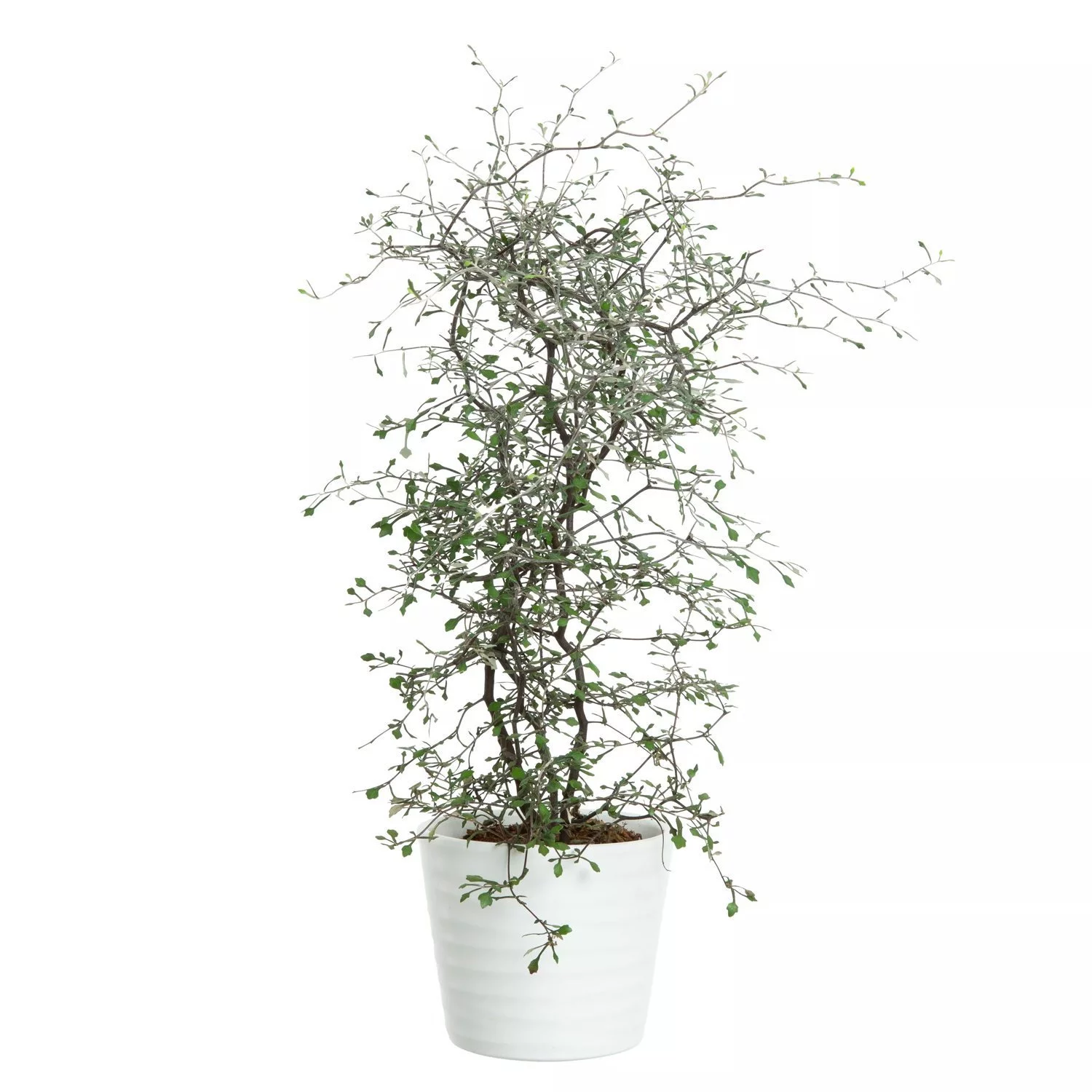 Corokia - Spøkelsetre 12 cm