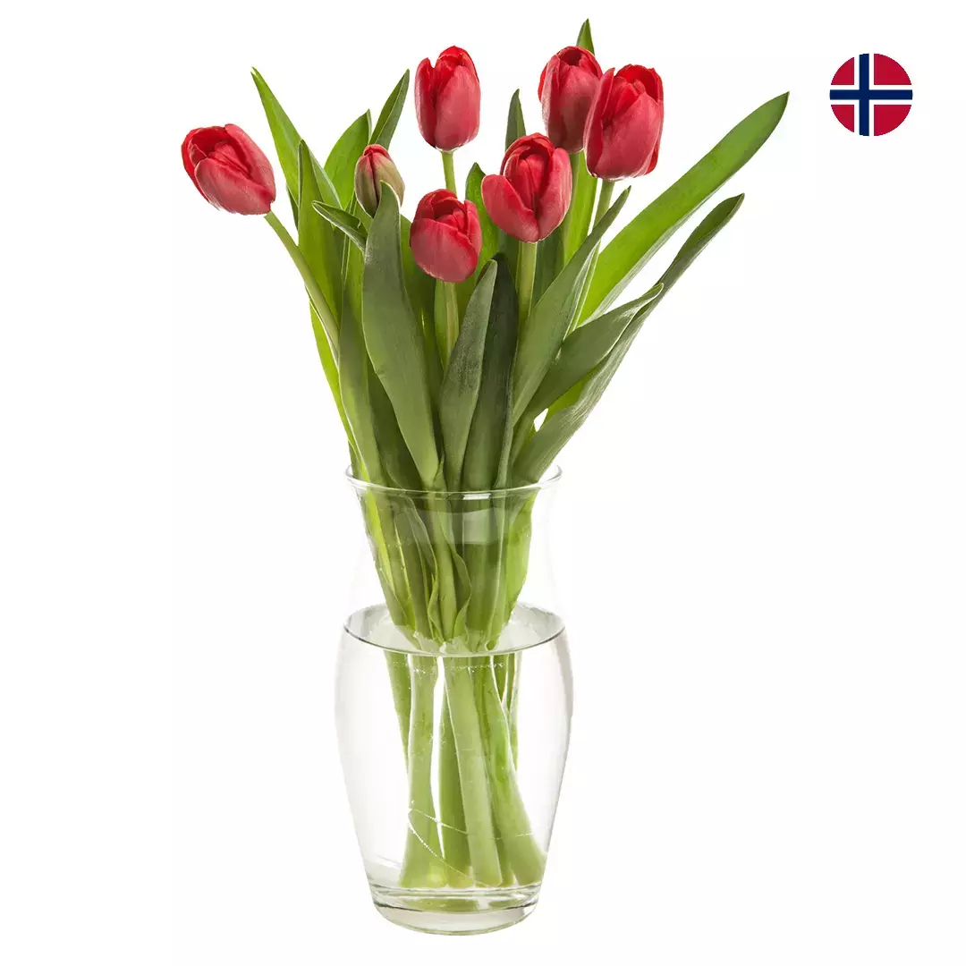 Bukett Tulipaner 7 pk