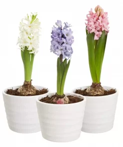 Hyacinth - Svibel 8 cm