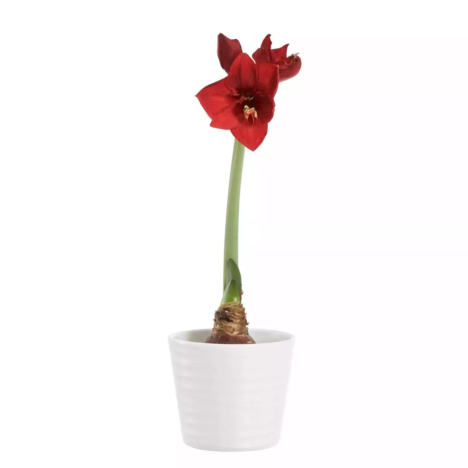 Amaryllis 11 cm