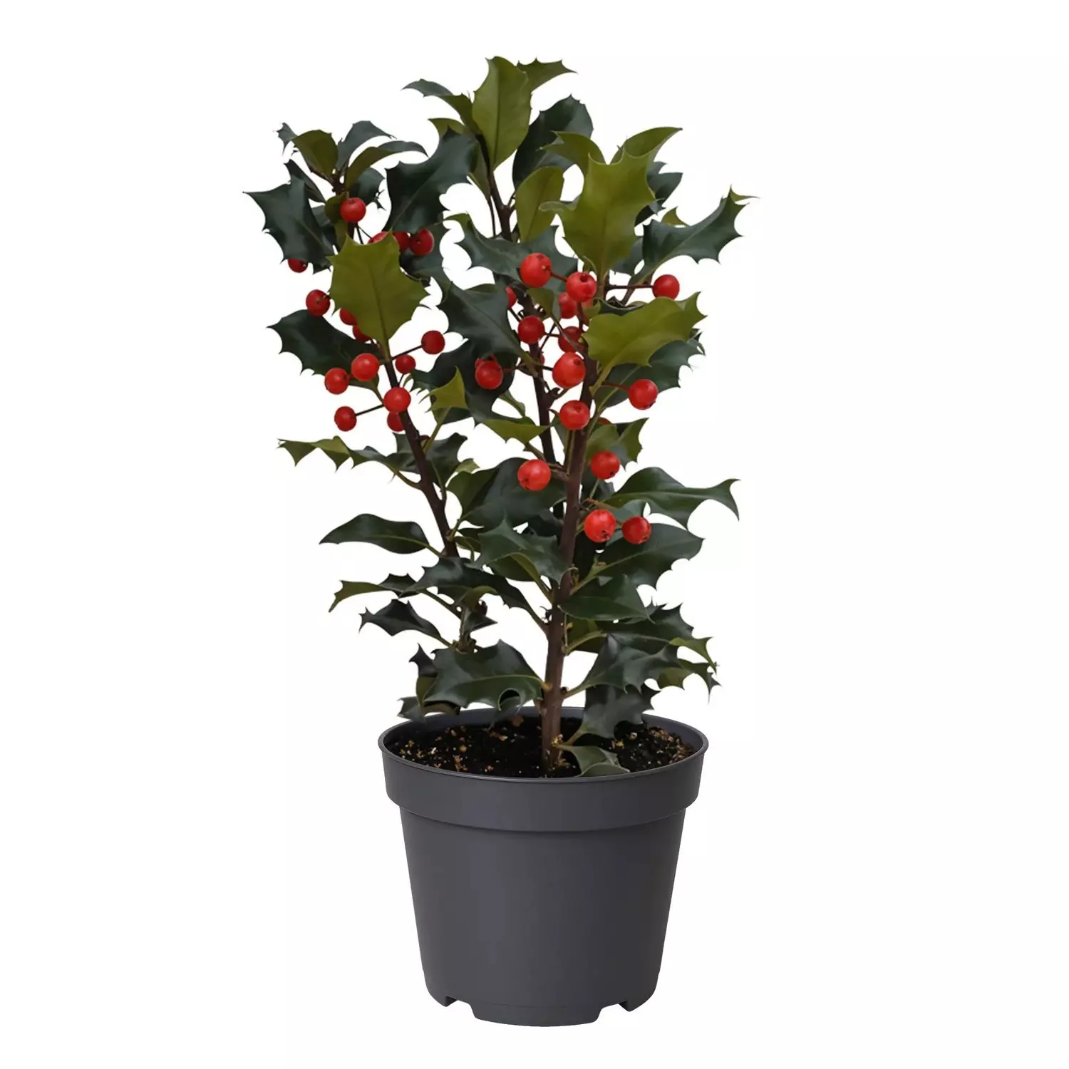 Kristorn - Ilex 12 cm