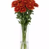 Bukett Krysanthemum