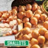 Sjalottløk 'Golden Gourmet'