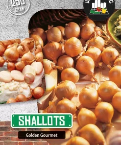 Sjalottløk 'Golden Gourmet'
