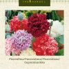 Papaver somniferum - Peonvalmue