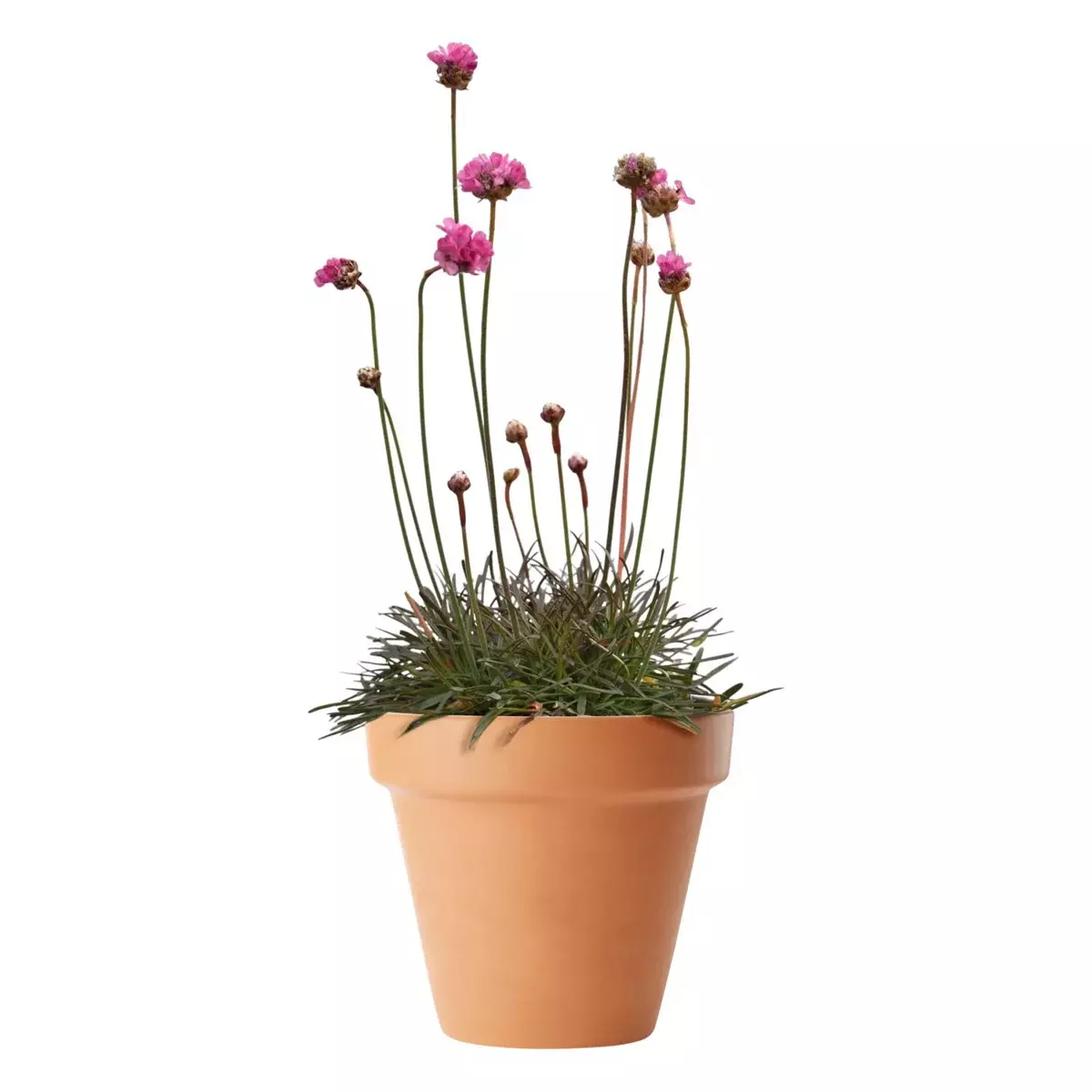 Armeria - Strandnelllik 17 cm