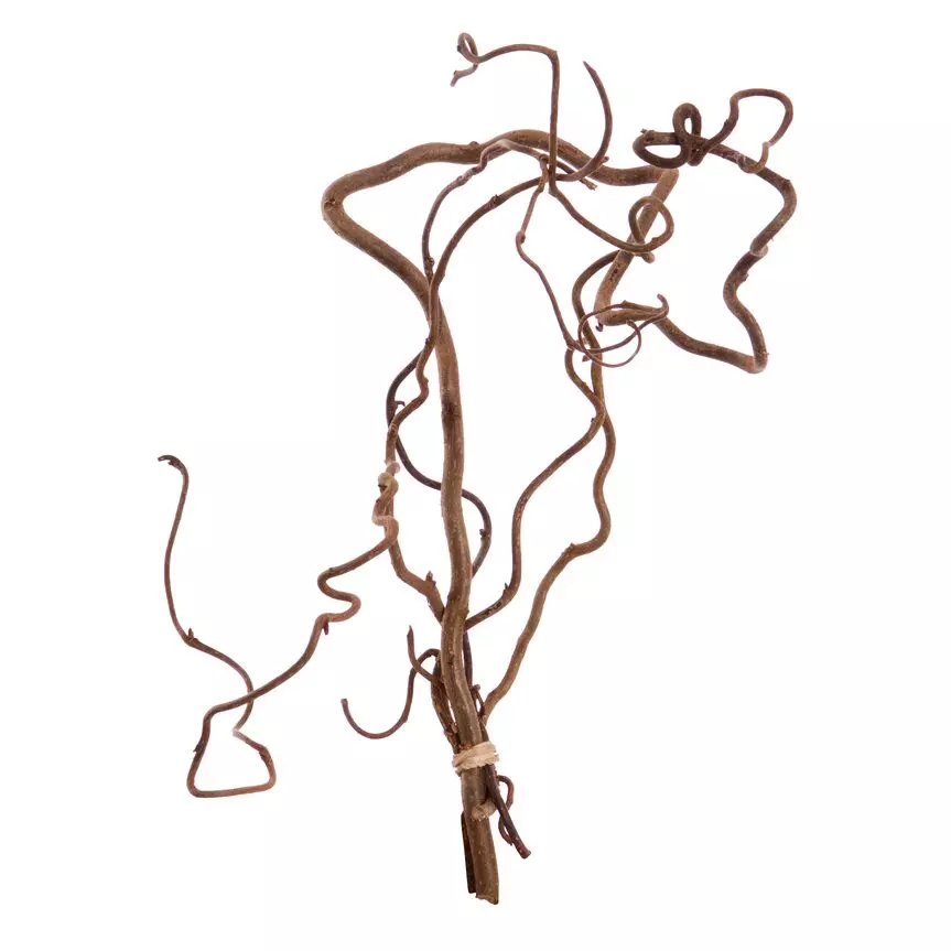 Vrihassel 50 cm