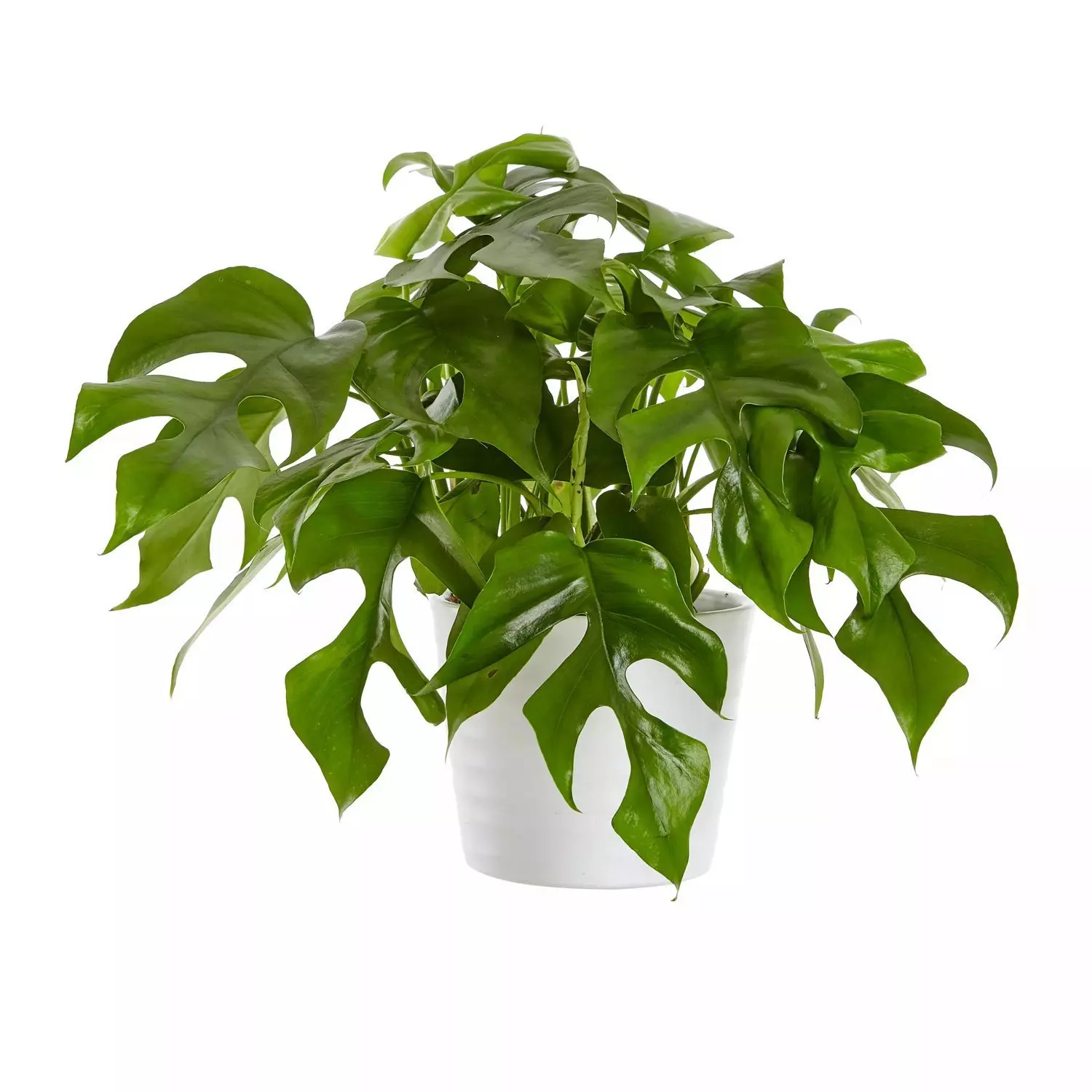 Rhaphidophora tetrasperma - Monstera minima 12 cm