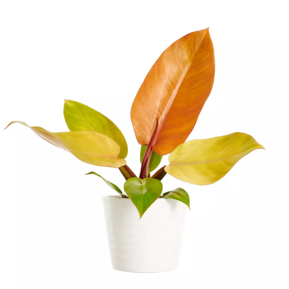 Philodendron 'Prince of Orange' 12 cm
