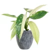 Philodendron 'Jose Bueno' 12 cm