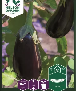 Aubergine, Agata F1