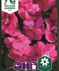 Flittig Lise, Athena Bright Purple F1