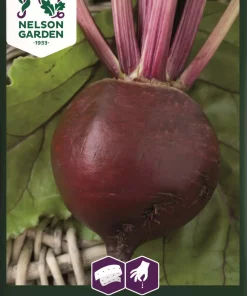 Rødbete, Solist, Frøbånd