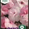 Flittig Lise, Athena Appleblossom F1