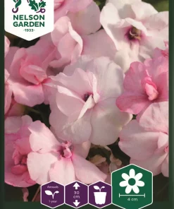 Flittig Lise, Athena Appleblossom F1