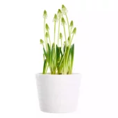 Muscari - Perleblomst hvit 12 cm