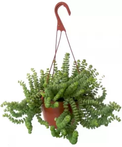 Crassula Hottentot 17 cm ampel