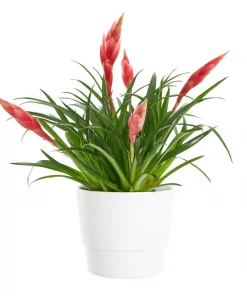 Vriesea - Gitterblad multiflower 12 cm