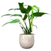 Monstera 'Burle Marx Flame' 15 cm