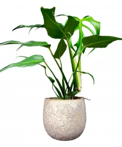 Monstera 'Burle Marx Flame' 15 cm