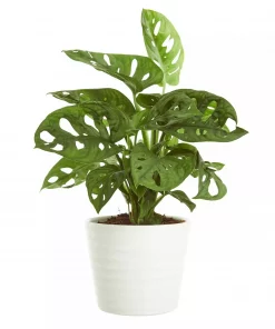 Monstera - Vindusblad 'Obliqua' 12 cm