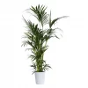 Howea Forsteriana - Kentia 30 cm