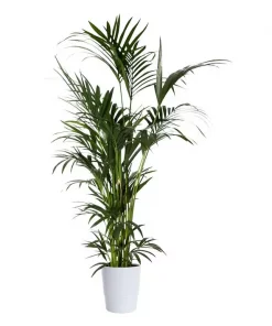 Howea Forsteriana - Kentia 30 cm