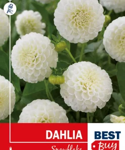 Dahlia - Georgine 'Snowflake'