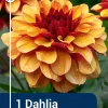 Dahlia - Georgine 'Creme de Cognac'