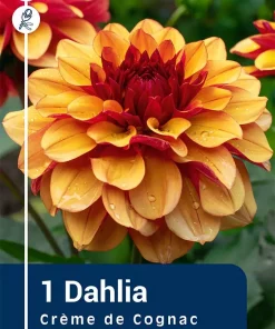 Dahlia - Georgine 'Creme de Cognac'