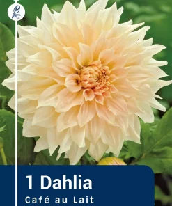 Dahlia - Georgine 'Cafe Au Lait'