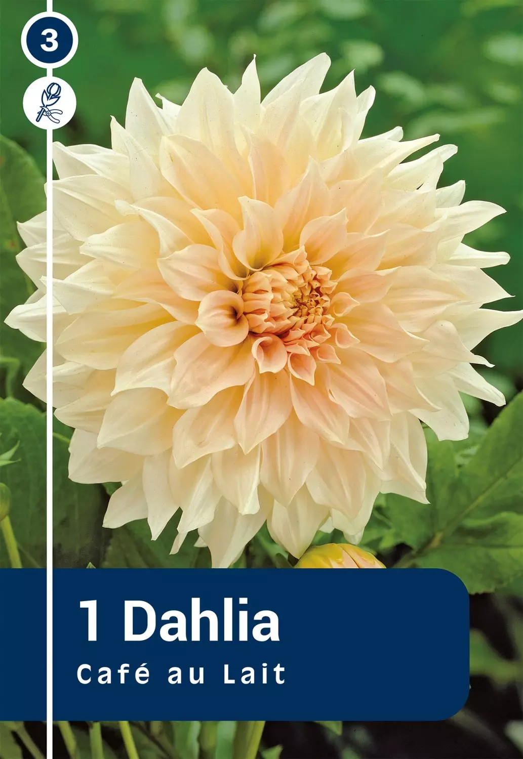 Dahlia - Georgine 'Cafe Au Lait'