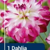 Dahlia - Georgine 'Saint Martin'