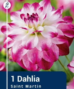 Dahlia - Georgine 'Saint Martin'