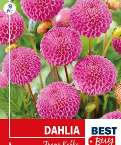 Dahlia - Georgine 'Franz Kafka'