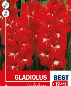 Gladiol storbl. 'Traderhorn'