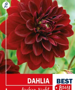Dahlia - Georgine 'Arabian Night'