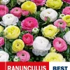 Ranunkel pastell miks