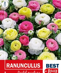 Ranunkel pastell miks