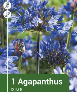 Agaphantus - Afrikalilje blå