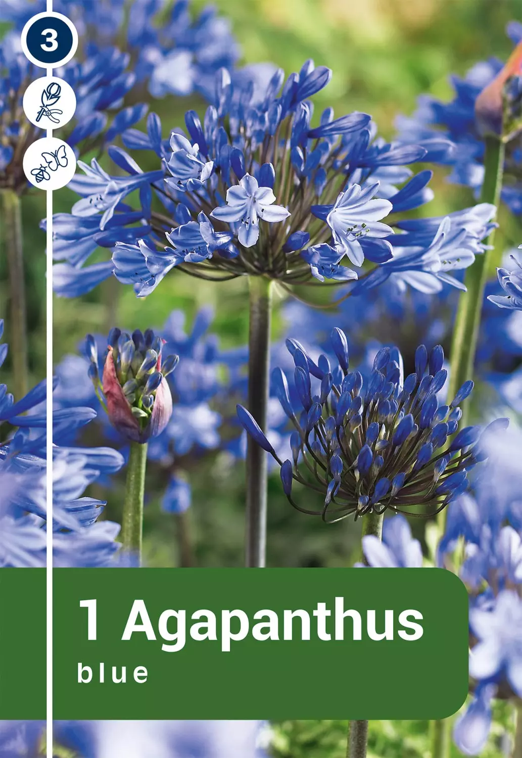 Agaphantus - Afrikalilje blå
