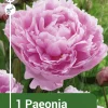 Paeonia officinalis - Peon rosa
